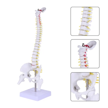 1Pc 45cm Žmogaus Stuburo Modelis Žmogaus Kaulų Tailbone Dubens, Stuburo Anatomijos Modelis Medicinos Mokymo Stuburo Modelis Skirtas Studentams, Studijos