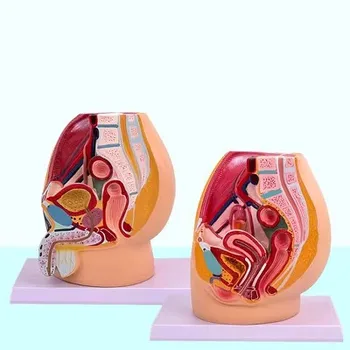 Vyrų/Moterų Sagittal Anatomijos Modelis Lytinių Organų Anatomijos Modelis Medicinos Demonstravimo Modelis